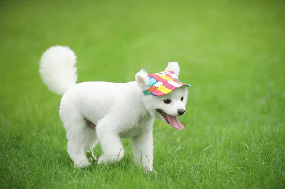 Fashion Round Cap For Dogs – view 11