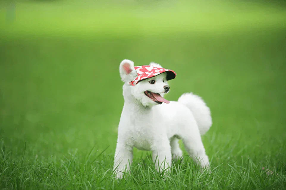 Fashion Round Cap For Dogs – view 12