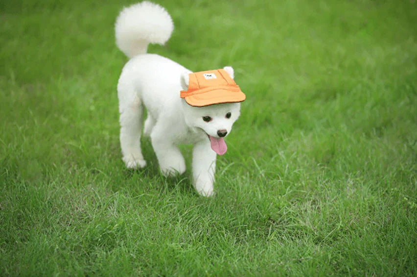 Fashion Round Cap For Dogs – view 13