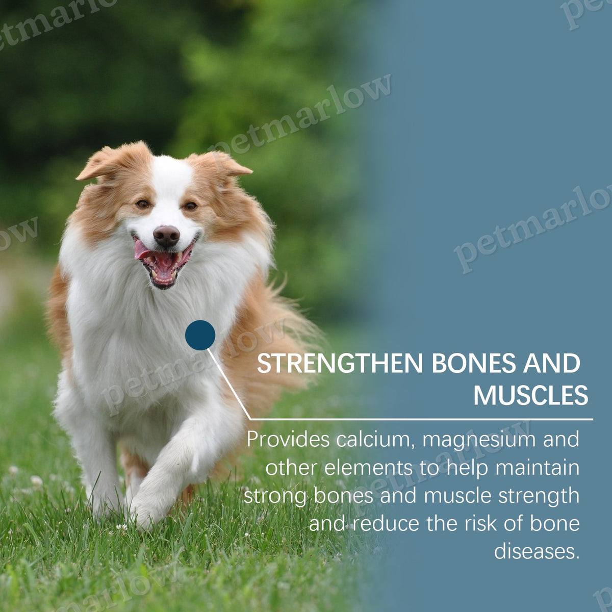 Dog Mineral Supplement Tablets for Appetite & Bone Health – view 3