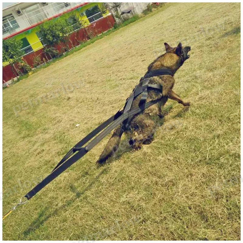 Dog Training Harness with Handles and Hoops – Durable and Adjustable – view 4