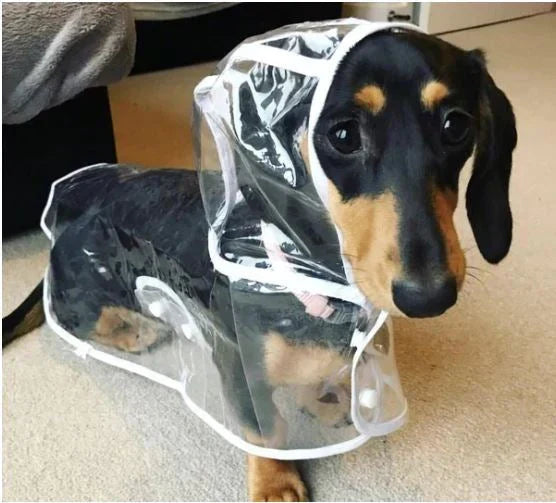Transparent Waterproof Dog Raincoat – view 7
