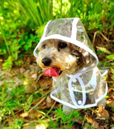 Transparent Waterproof Dog Raincoat – view 9
