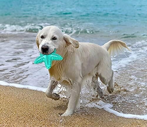 Durable Starfish Cleaning Toothbrush Toy – view 7