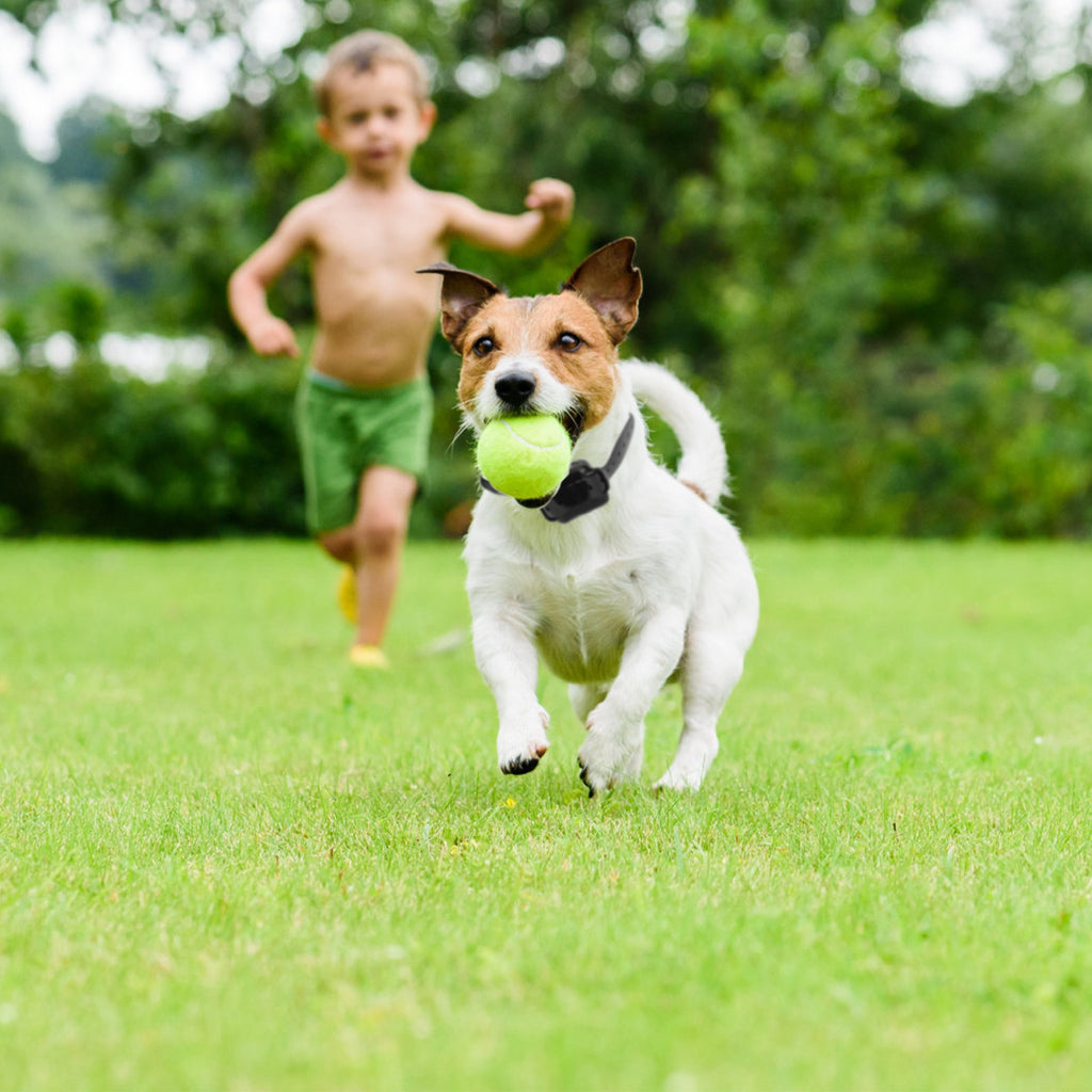 Wireless Electric Dog Fence System for Training and Containment – view 10