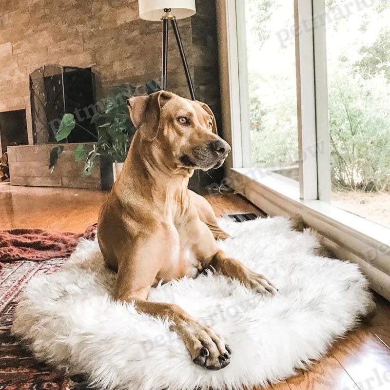 Fluffy Dog Rug – view 5