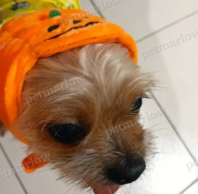Halloween Pumpkin Costume for Dogs – view 3