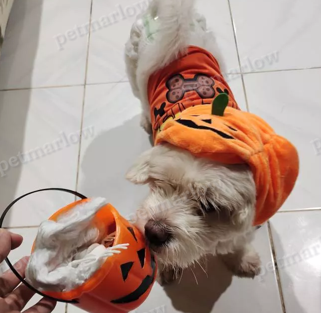 Halloween Pumpkin Costume for Dogs – view 4