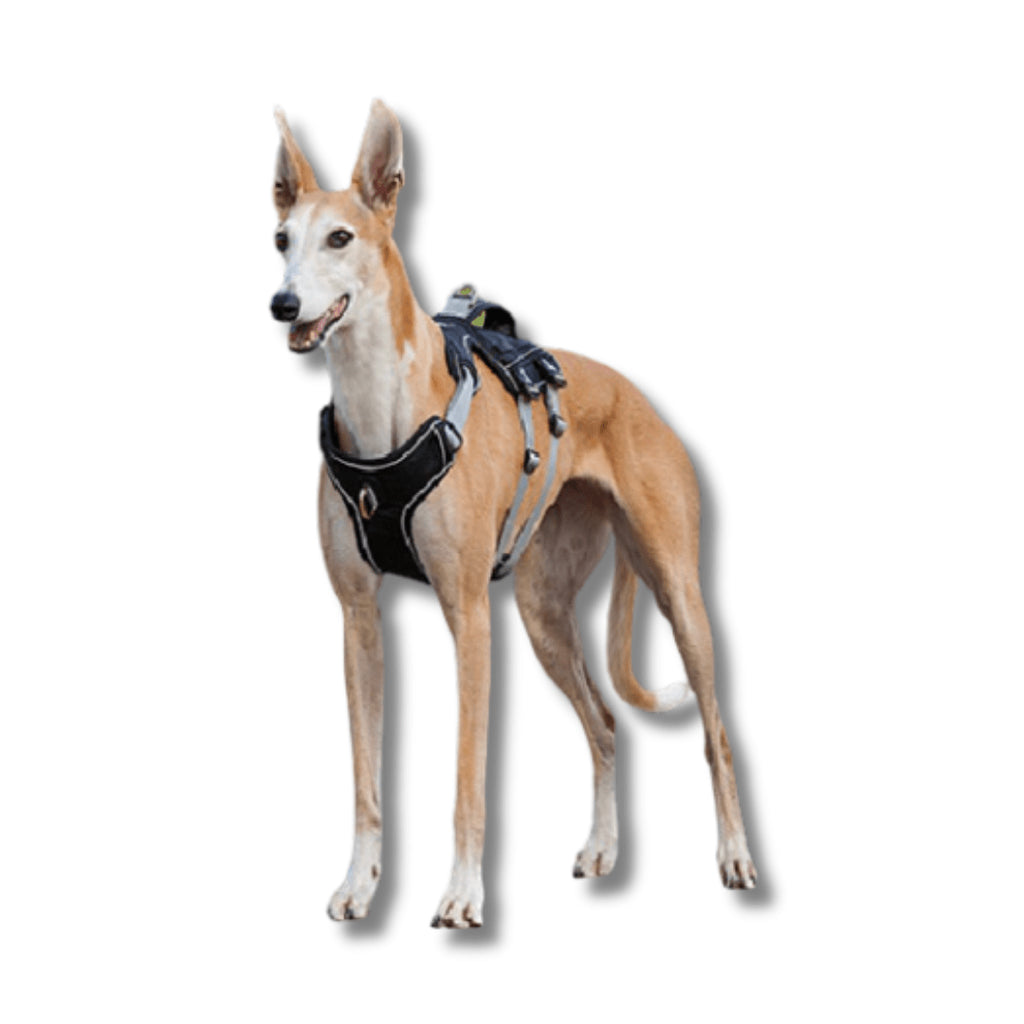 K9 Harness