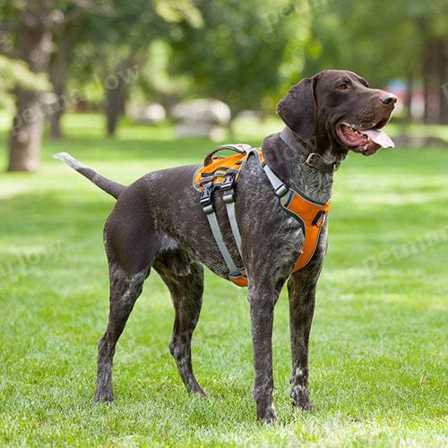 K9 Harness – view 6