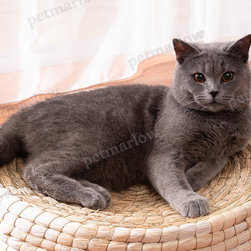 Natural Straw Cat Bed – view 3