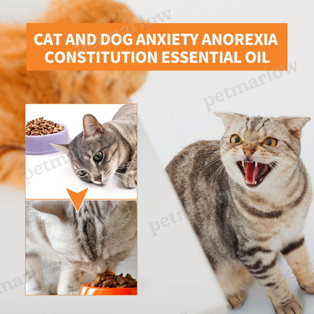 Pet Calming Hemp Oil for Dogs and Cats, 30ml Natural Supplement – view 4