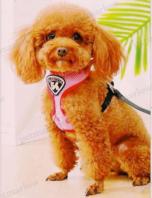 Petmarlow Adventure Harness Leash - US Designed Stock – view 4