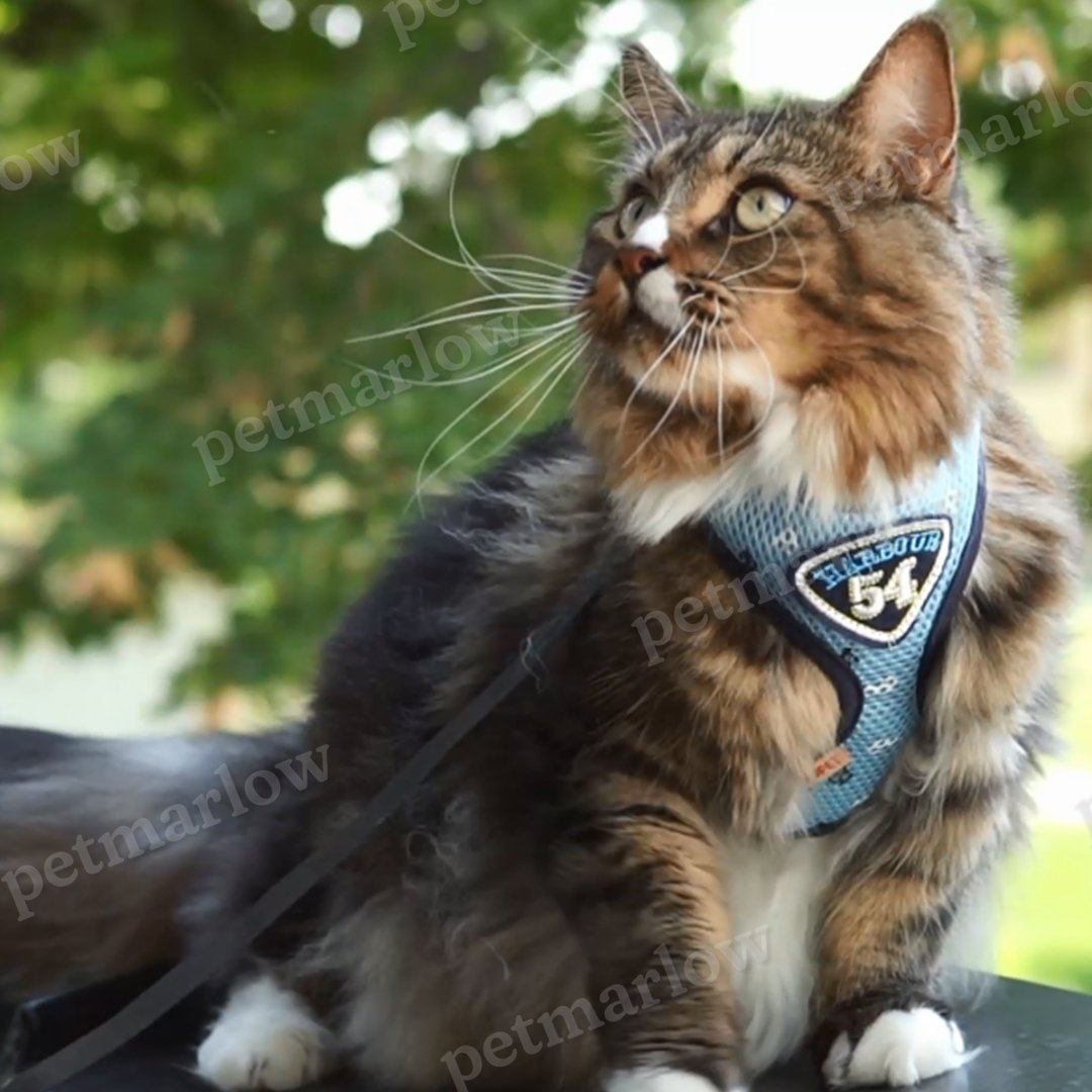 Petmarlow Adventure Harness Leash - US Designed Stock – view 5