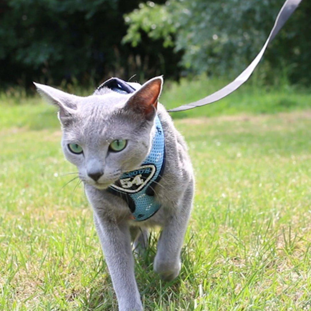 Petmarlow Adventure Harness Leash - US Designed Stock – view 7