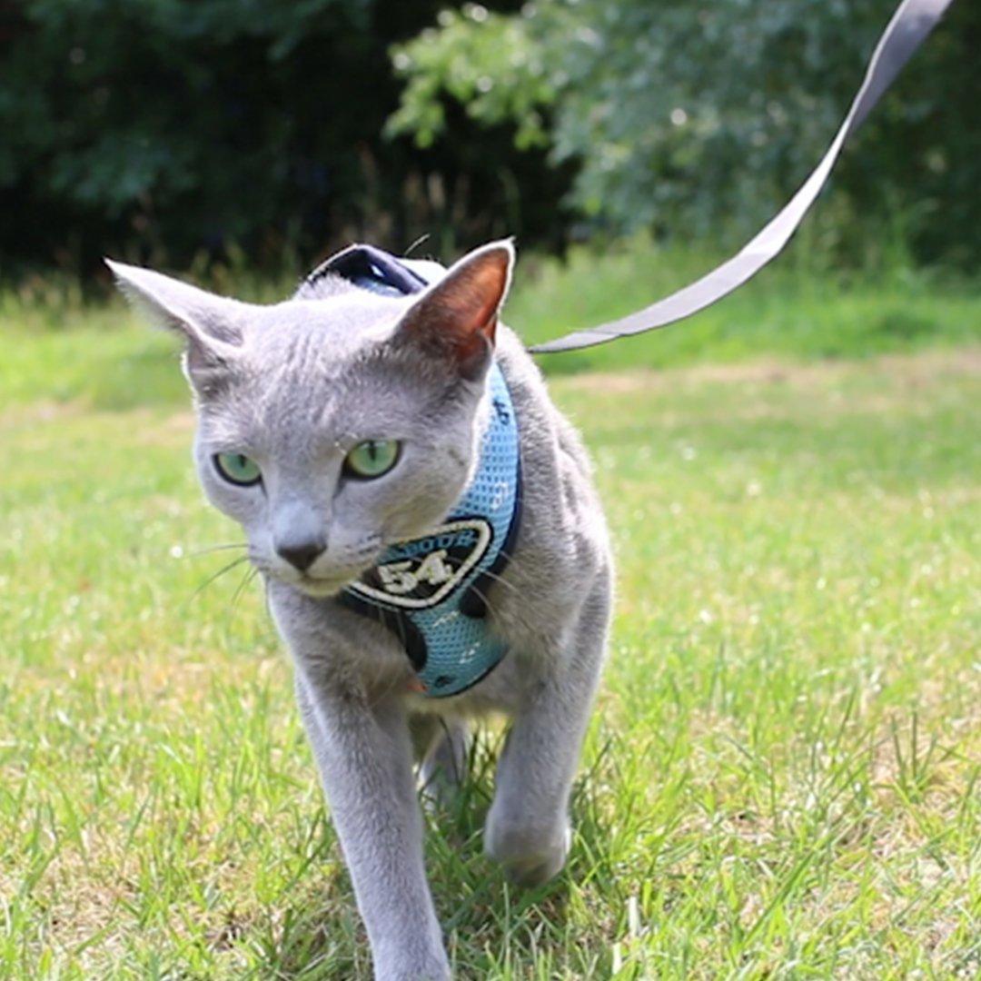 Petmarlow Adventure Harness Leash - US Designed Stock – view 7