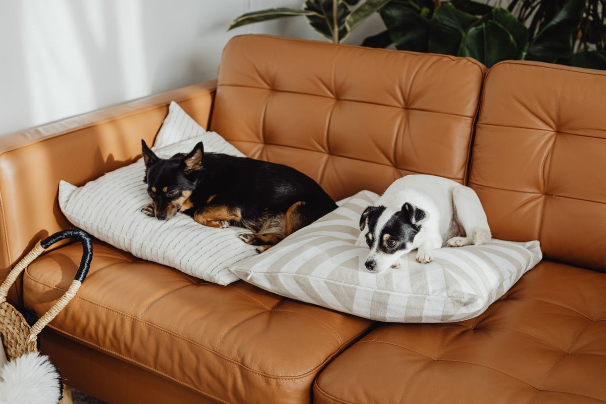 Two small dogs napping on cushions on a leather sofa