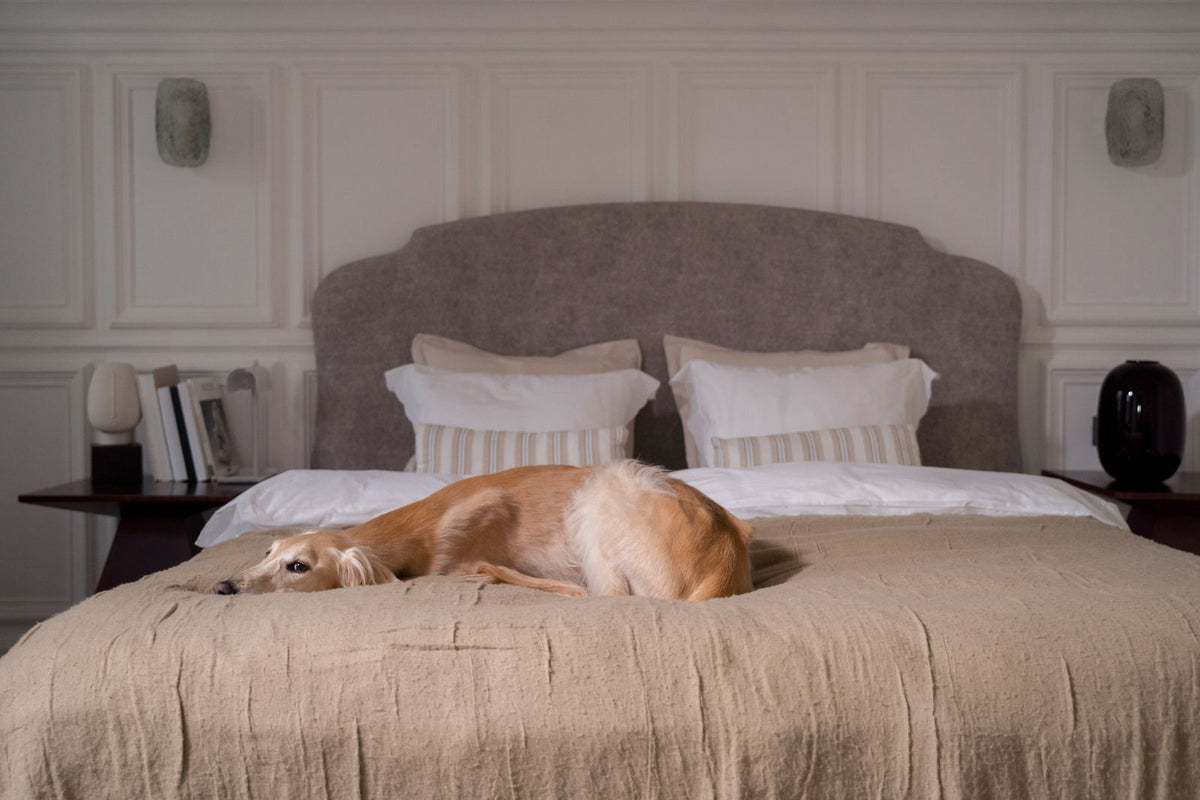 Dog relaxing on a made bed in a bright bedroom