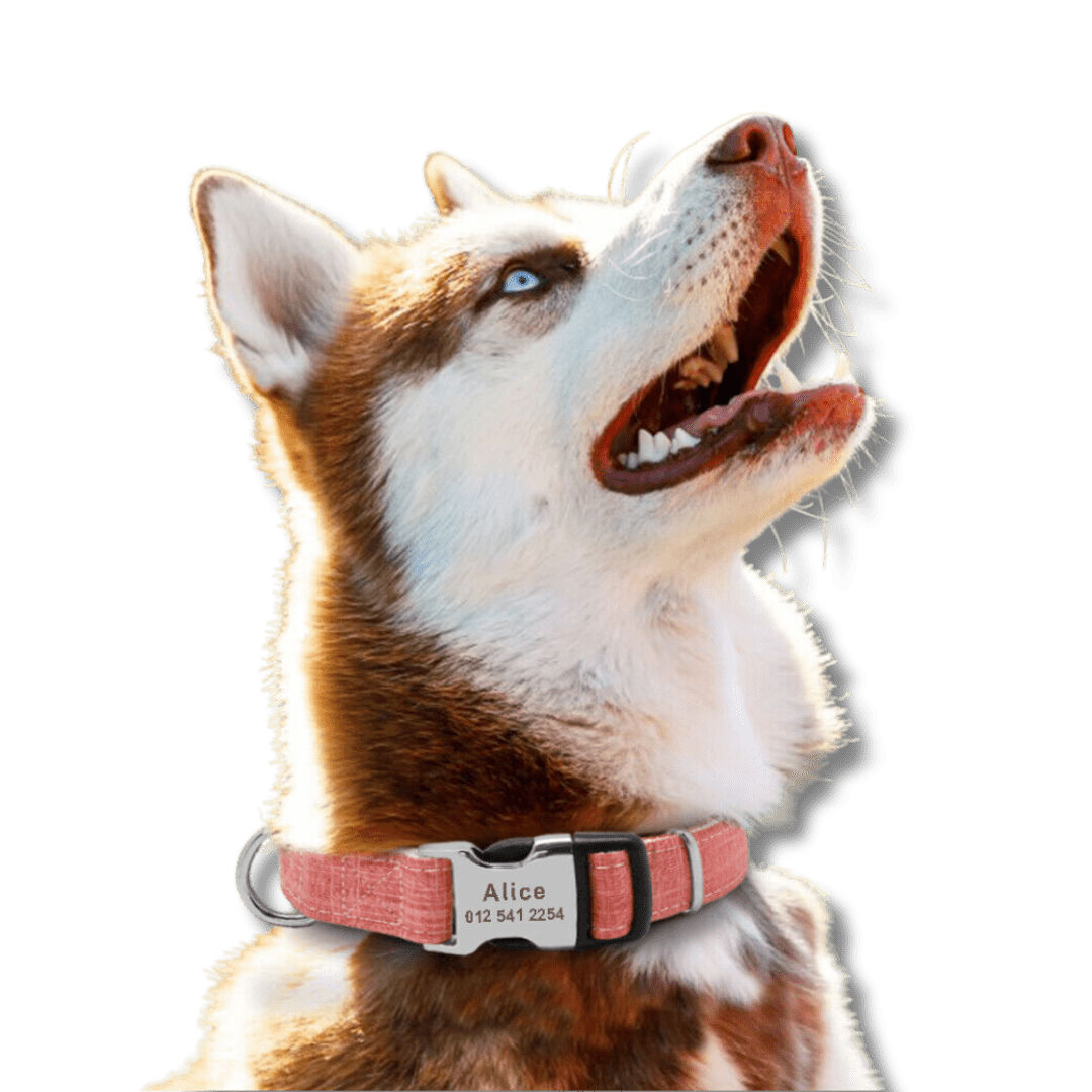 Personalized Engraved Pet Collar for Dogs and Cats