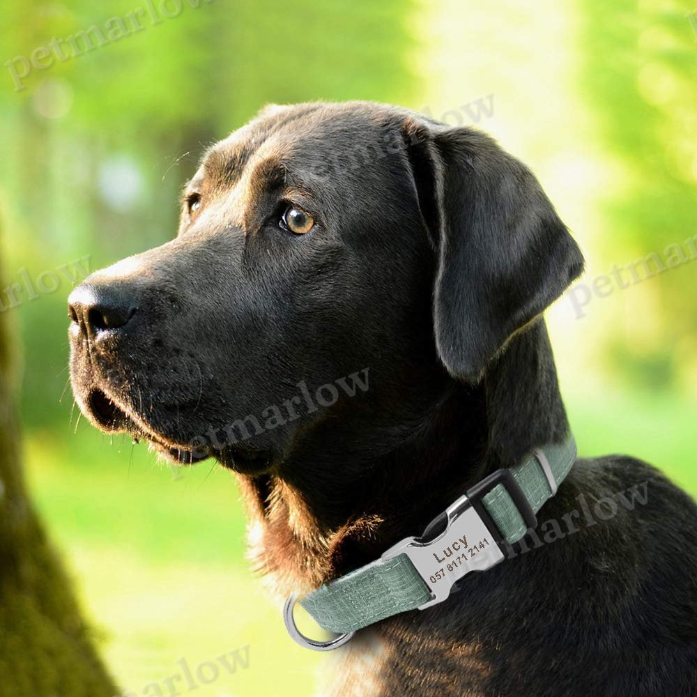 Personalized Engraved Pet Collar for Dogs and Cats – view 5