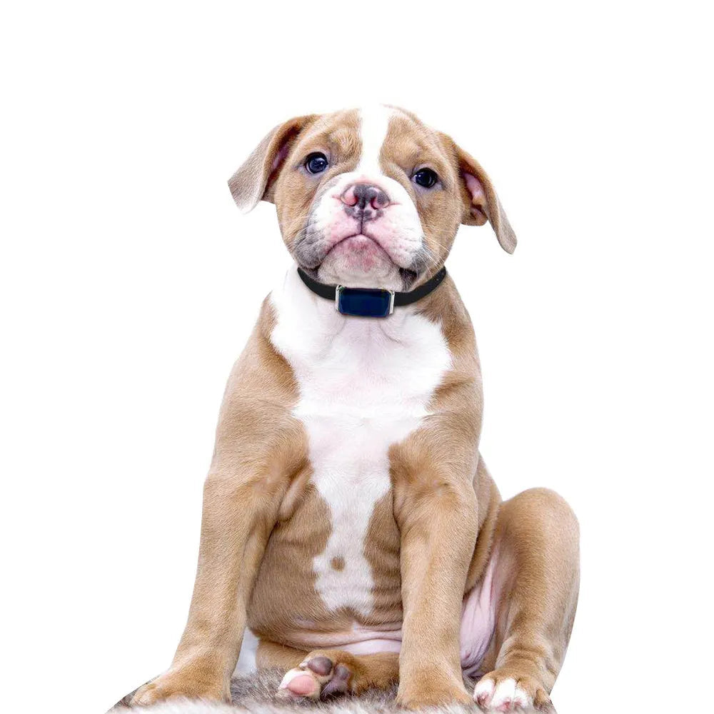 Rechargeable GPS Tracker for Dogs with Collar and USB