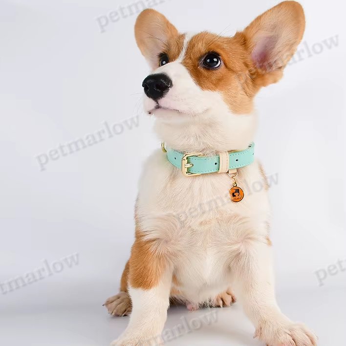 S M L Dog Collar – view 6