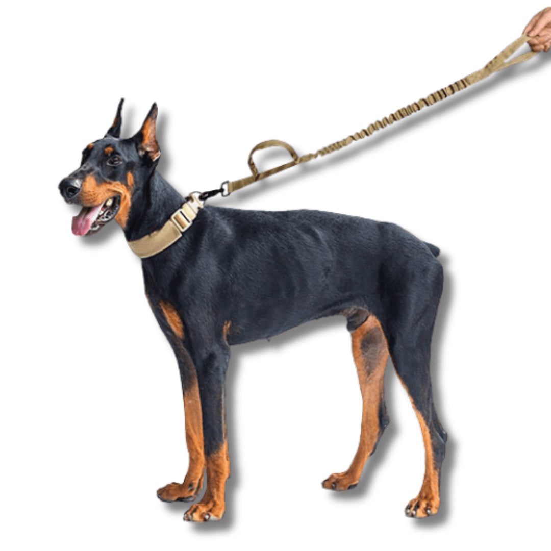 Tactical Collar and Leash Set