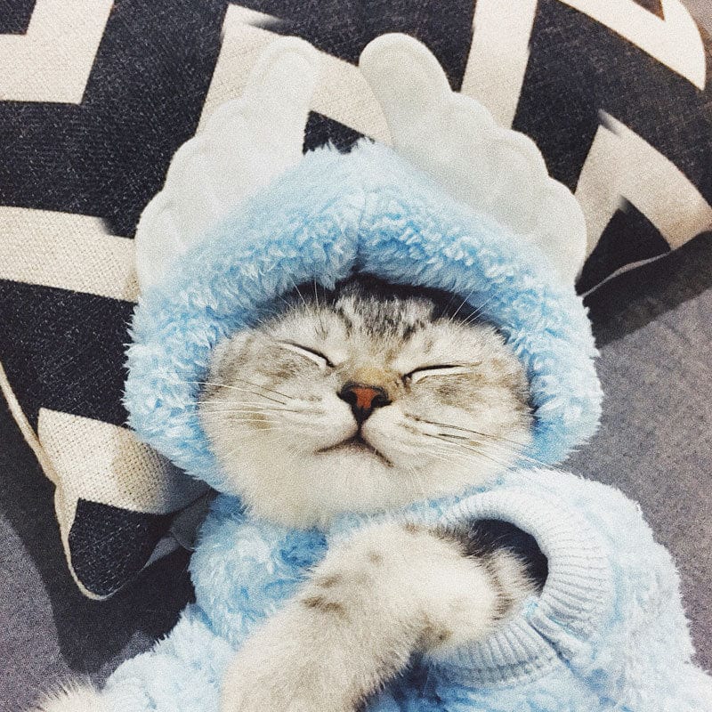 Teddy Bear Cat Hoodies – Baby Blue Wings / XS