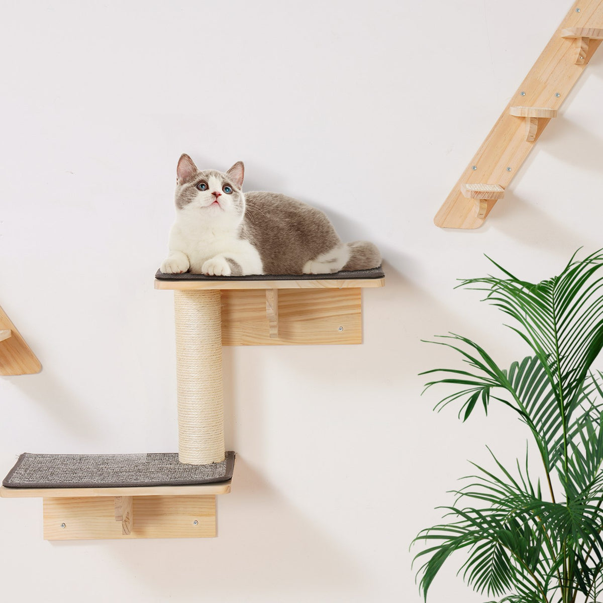 Wall Mounted Cat Shelves Set for Climbing and Playing – Natural