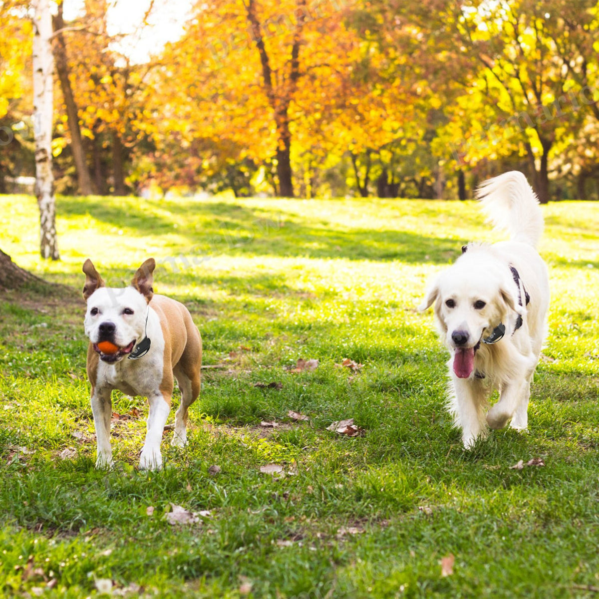 Wireless Electric Dog Fence System for Training and Containment – view 6
