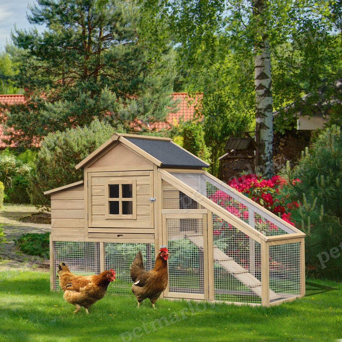 Wooden Chicken Coop with Nesting Box and Ramp – view 6
