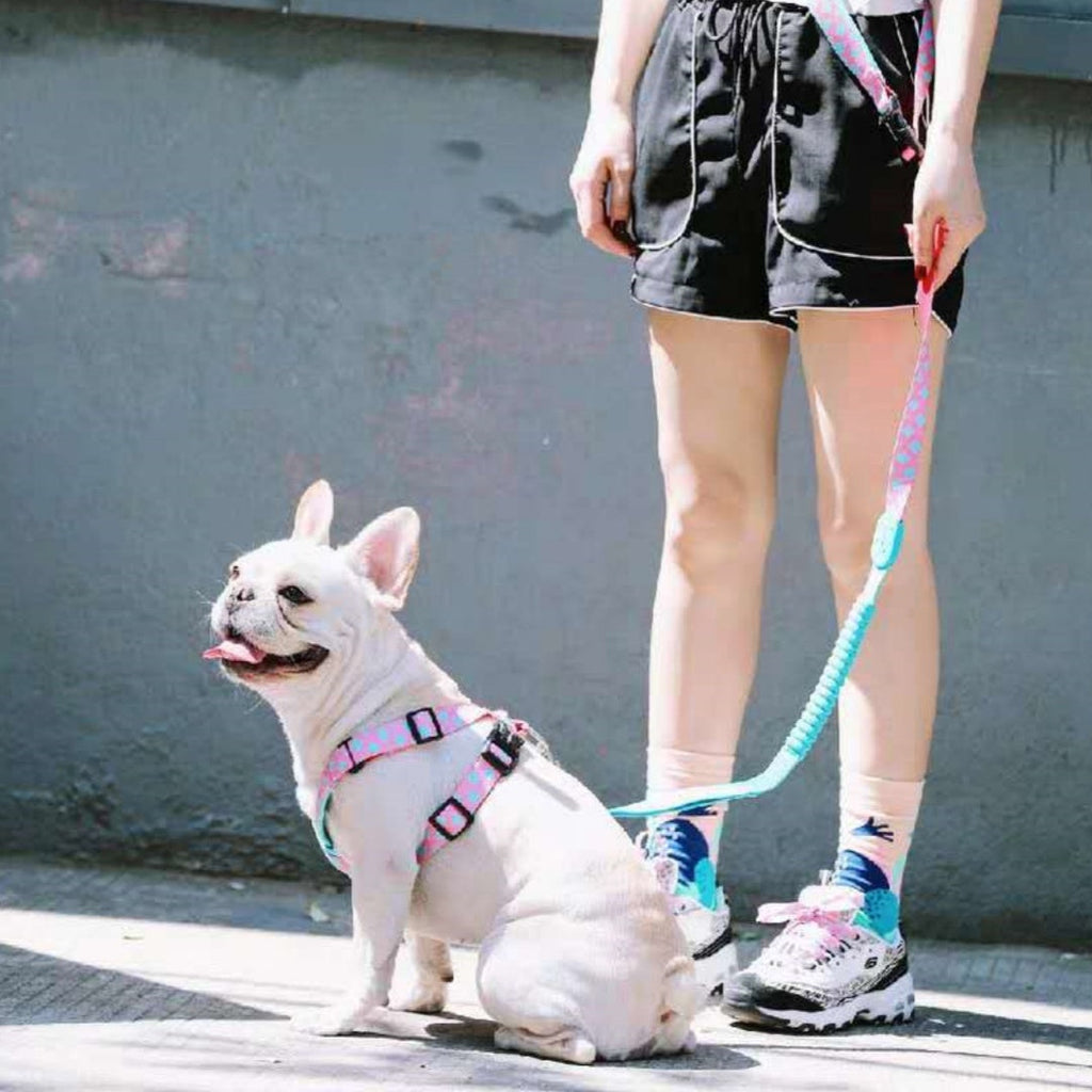 X-Style Nylon Dog Harness